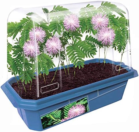 Terrarium Starter Kit - Astounding Moving Plant - Image 3