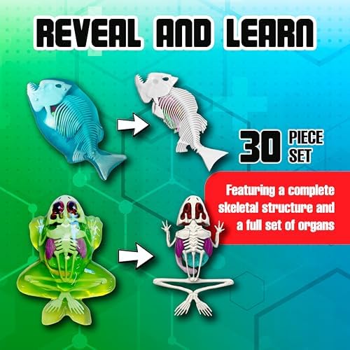Top Secret Toys Mega Lab Dissect It Kit for Kids, Synthetic Frog and Piranha Dissection Kids Science Kit with Tools, STEM Biology Toys for Ages 6+ - Image 4