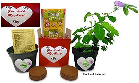 Item 1 (2) TickleMe Plant Seed Packets Item 2 You Tickle My Heart Valentine's Day Set to Easily Grow the House Plant that Closes Its Leaves When You Tickle it or Blow It a Kiss! - Image 3