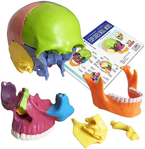 New Anatomy Skull Model 15 Parts Human Color Exploded Skull Detachable - Image 5