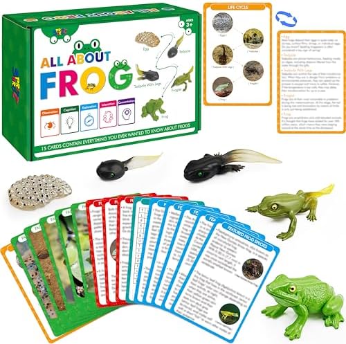 15 Frog Life Circle Flashcards with 5 Plastic Figurines, Frogs Introduction Cards Plastic Insects Tadpole to Frog Kit Toy for Kids, Adults, Animal Lovers by SpriteGru