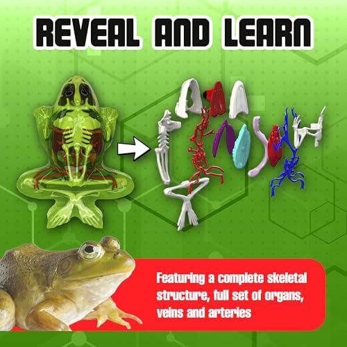 Dissect-It, Premium Frog Dissection Kit, STEM Toys for Kids, Ages 6+ - Image 6