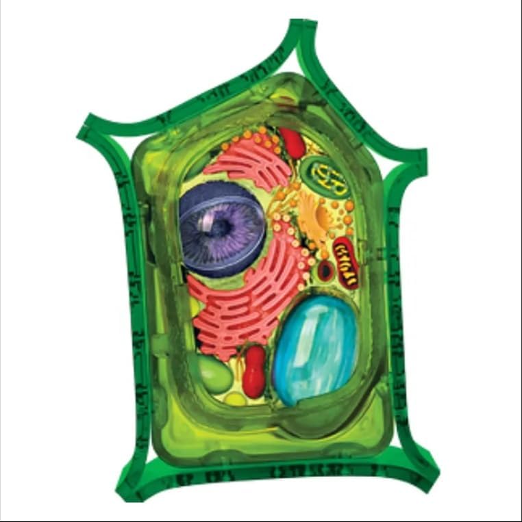 Biology Animal and Plant Cell Models, Assembly and Medical Lessons Cell Model Teaching(Plant Cells) - Image 6
