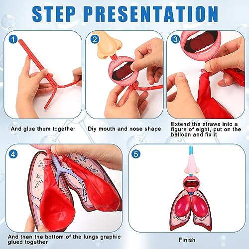 Libima 24 Sets Lung Model Respiratory System Human Body Model Puzzle Toys - Image 3