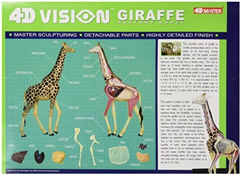 Famemaster 4D Vision Giraffe Anatomy Model, 14.5 inches - Image 2