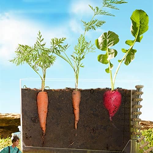 Children's Science Experiment Window Plant Growing Kit, Vegetable Plant Growth Observation Box Toy Science Kit for Homeschool & Classrooms, Ages 6+ - Image 5