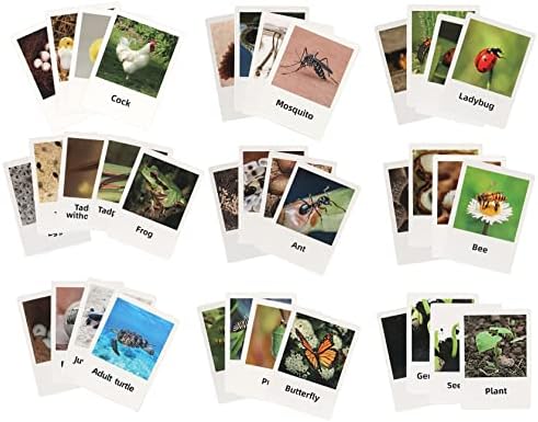 Montessori Life Cycle Animal Figures with Flash Cards, Realistic Animal Figurines Toy, Educational Matching Game for 3+ Year Old Kids (Mosquito) - Image 7