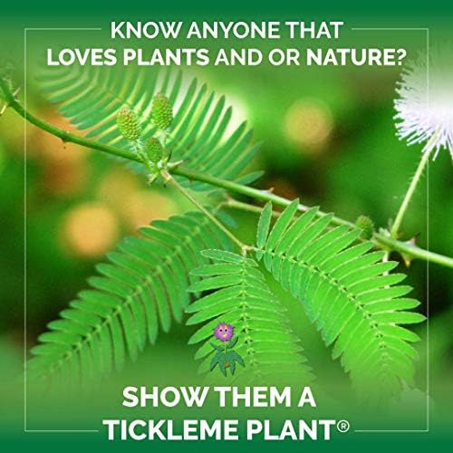 Item 1 (2) TickleMe Plant Seed Packets Item 2 You Tickle My Heart Valentine's Day Set to Easily Grow the House Plant that Closes Its Leaves When You Tickle it or Blow It a Kiss! - Image 4