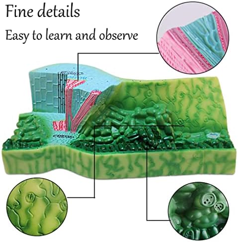 Model Teaching Model Leaf Cross Section Structure Model Biology Teaching Models Plant Anatomy Model Teens Science Classroom Study for Teaching - Image 3