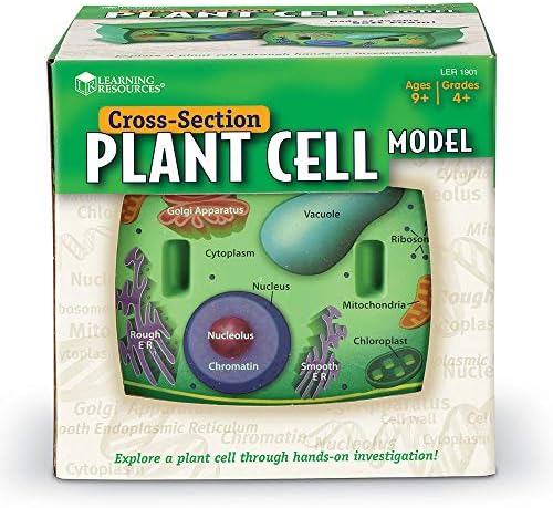 Learning Resources Cross-Section Plant Cell Model - Image 2