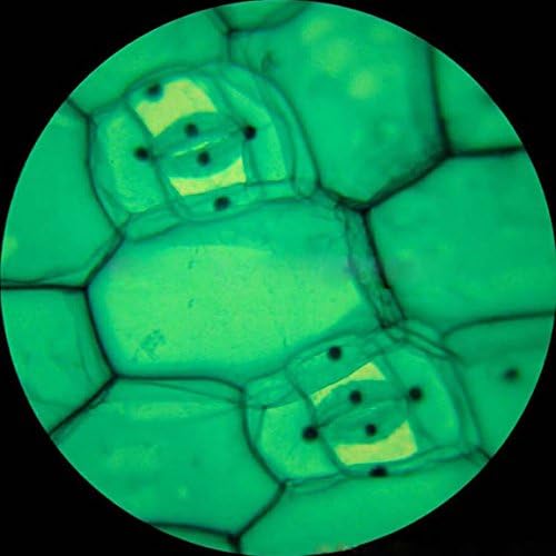 AmScope Assorted Specimens Set with Slides & Pipettes - Image 6