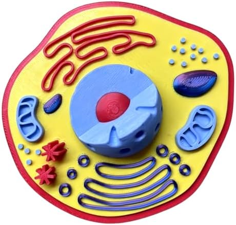 Plant Model Toy Plant Anatomy Models Cell Model 3D Printed Cell Models Biology Teaching Tool for Teaching Demonstration - Image 5