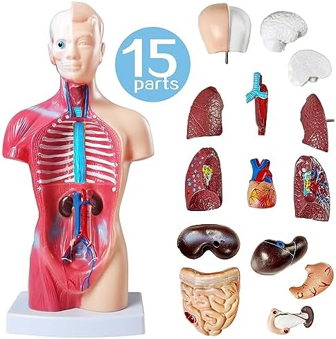 NEW HORIZON 15 PCS Removable Human Anatomy Torso Model 10.5 Inch Anatomical - Image 3
