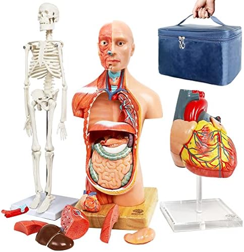 Human Body, Skeleton and Heart Models-Best Anatomy Model Bundle Set of 3 by EVOTECHSCIENTIFIC