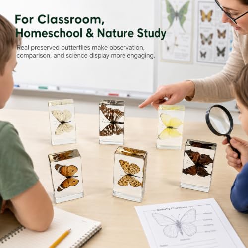 6pcs Real Butterfly Specimen,Taxidermy Butterfly Collection in Resin - Image 3