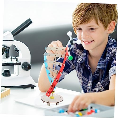 Gene DNA Double Helix Model Wood Plastic Science Teaching Aid - Image 7