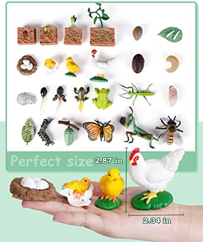 Life Cycle Learning Toys for Kids: Life Science Education Kits with Butterfly, Frog, Chicken, Mantis, Bee, Plants - 25 Pieces Animal Figurines Montessori Toys for Children Age 3 4 5 6 7 8+ - Image 7