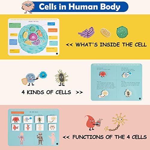 Freebear Montessori Busy Book for Kids, Human Body Anatomy Book for Toddlers, Preshool Kindergarten Learning Activities, Autism Sensory Toys, Gifts for Girls and Boys 4 5 6 7 Years - Human Body System - Image 3
