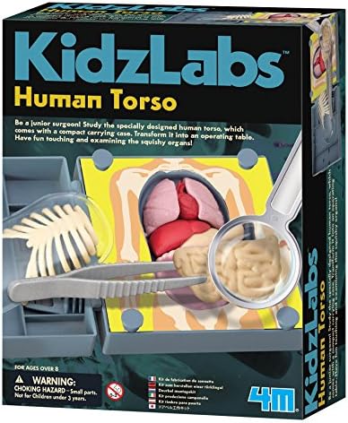 4M Human Torso Science Kit - Image 2