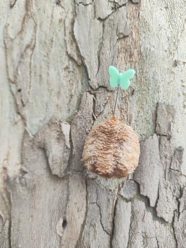 Praying Mantis Ootheca Egg Case Habitat Kit with(Ten Egg Cases) – Equipped with 10 pins to Nail the Mantis Ootheca to the Trunk, Release the Mantis into Nature,stem Toys,Perfect for STEM Education - Image 3