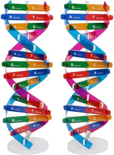 Veemoon Double Helix DNA Model, 2pcs DNA Components Kit Organic Chemistry Biological Science Educational Teaching Instrument Molecular Popularization Aid Props for Home Classroom Genes Learning by Veemoon