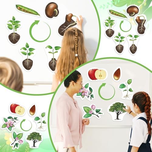 Relaxweex 12 Pcs Magnetic Plant Life Cycle Toys for Kids Educational Preschool Science Center Materials Plant Life Cycle for Kids Science Exploration Activities Learning Game Classroom Supplies - Image 5
