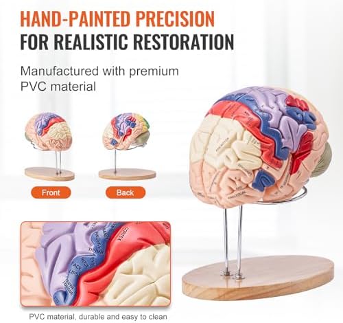 VEVOR 4-Part Human Brain Model Anatomy with Labels & Display Base, Color-Coded Life Size Human Brain Anatomical Model for Science Classroom Study & Display - Image 6
