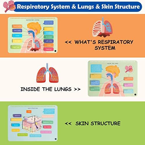 Freebear Montessori Busy Book for Kids, Human Body Anatomy Book for Toddlers, Preshool Kindergarten Learning Activities, Autism Sensory Toys, Gifts for Girls and Boys 4 5 6 7 Years - Human Body System - Image 4