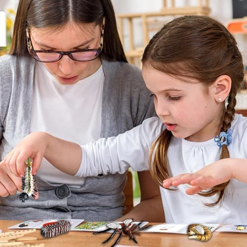 Life Cycleinsects Toys - 6Pcs Educational Figurine Set Ladyybuges - Image 3