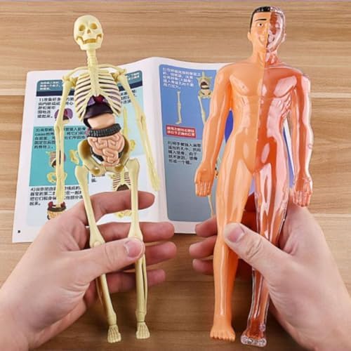 DIY Assemble Human Skeleton Model for Anatomy,Mini Human Body Science Classroom Skeleton Model with Removable Joint Kit (Beige (Adult Body Model)) - Image 5