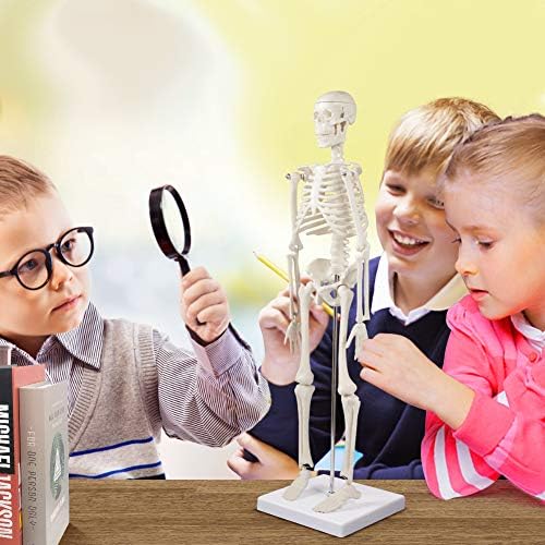 breesky Human Skeleton Model for Anatomy: 17” Human Skeleton Model with Movable Arms and Legs - Scientific Model for Study and Display - Image 5