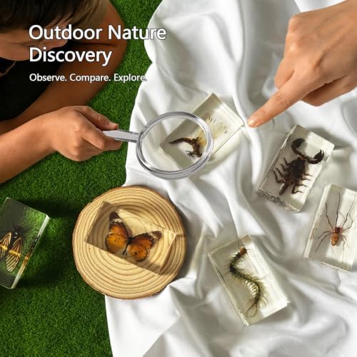 6pcs Real Insect Specimen,Taxidermy Cicada Scorpion & Specimen in Resin - Image 6