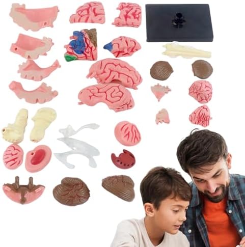EducatioHuman Brain Model, Anatomy with Detachable Parts DIY - Educational Neuroscience Tool for Students, Kids & Medical Professionals, PVC Materialnal Science Kits - Image 6