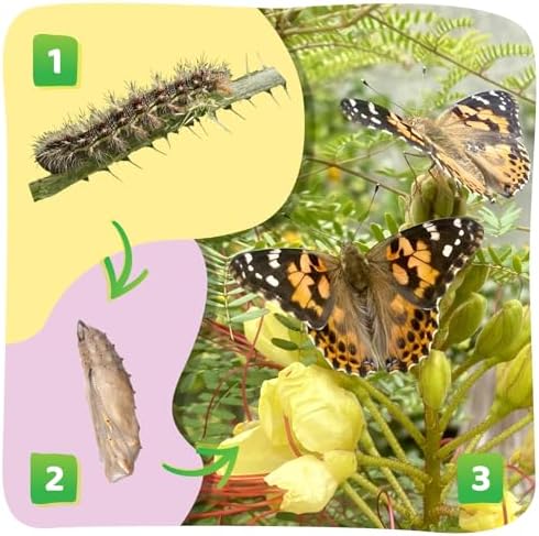 Insect Lore 2 Cups of Caterpillars Basic - 10 Live Baby Painted Lady Caterpillars - Refill for Habitat Kit - Caterpillars and Food Included - Image 5