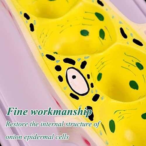 Model Teaching Model Onion Epidermal Cell Model Standard Microscope Magnification Model Plant Cell Model Biology Teaching Models for Teaching - Image 6