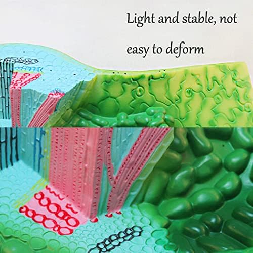 Model Teaching Model Leaf Cross Section Structure Model Biology Teaching Models Plant Anatomy Model Teens Science Classroom Study for Teaching - Image 7