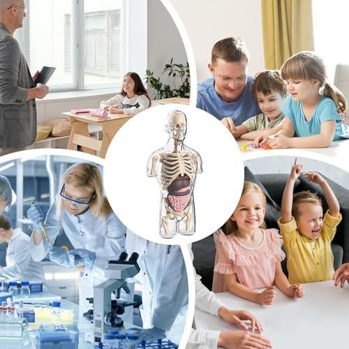 4d Human Body Model for Kids,Human Anatomy Educational Toy | Interactive Anatomy Model with Removable Human Torso Learning Sources Science Classroom Demonstration Tools - Image 4