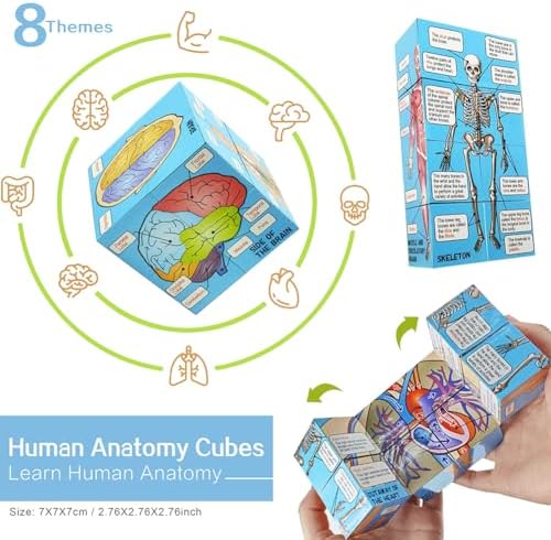 Human Anatomical Body, Skeleton, Heart, Skull with Brain Models, Cubes Sets - Image 6