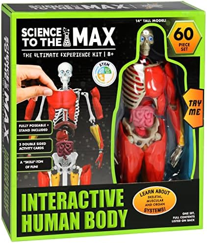 Be Amazing! Toys Interactive Human Body Anatomy Figure, 60 Pieces, Ages 8+ - Image 2