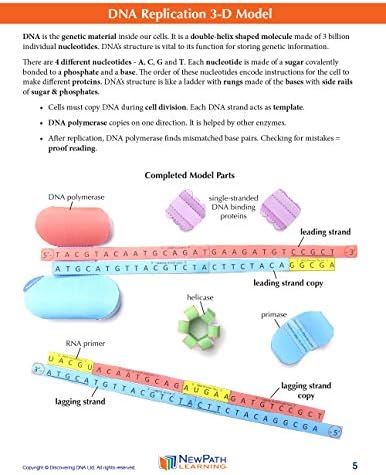 NewPath Learning DNA Replication 3-D Model Making Kit, Set/5 Full-Color, Paper Model Templates & Teacher Guide (24-7718) - Image 5