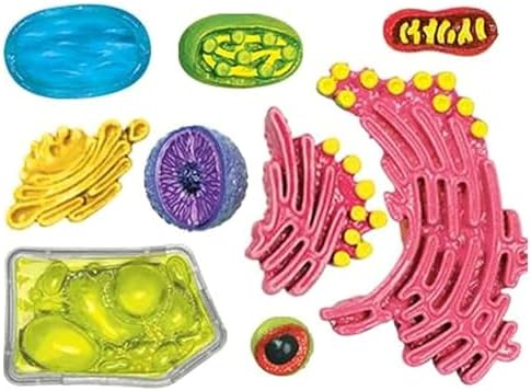 Biology Animal and Plant Cell Models, Assembly and Medical Lessons Cell Model Teaching(Plant Cells) - Image 5