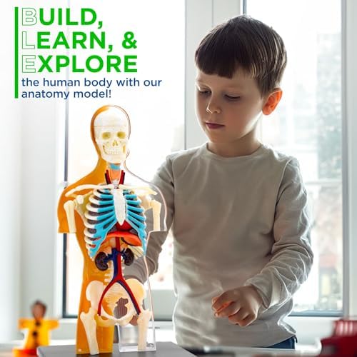 Thames & Kosmos 260830 Human Body Anatomy Model Toy, Multi - Image 5
