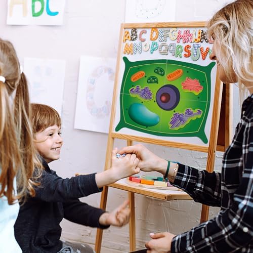 2 Set Magnetic Animal and Plant Cell Anatomy Biology Model Set - Image 6