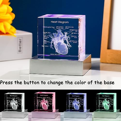 Movdyka 3D Crystal Human Heart Model Doctor Gifts for Men Women - Image 2