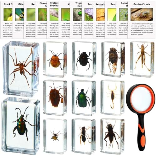 GlikCeil 12 Pcs Insect in Resin Specimen Bugs with 10x Magnifier for Kids by GlikCeil