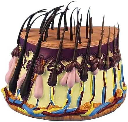FROON Hair Skin Cross-Section Zoom Model Hair Growth Cycle Model Hair Follicle Anatomy Model for Analyze Hair Condition by Unknown