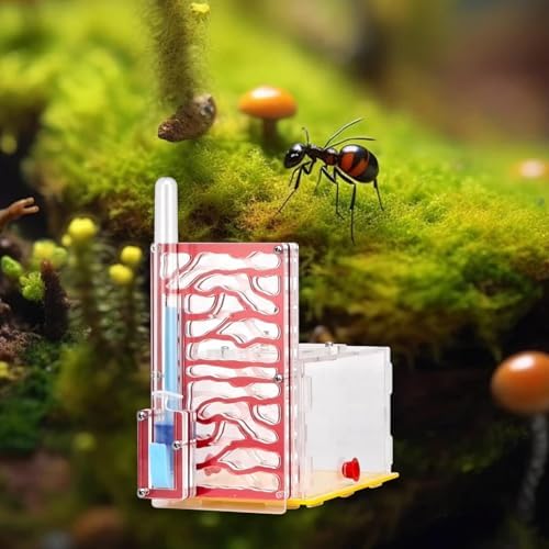 Nest Display Box, Habitat for Scientific Observation, Children's Day Gift, Red - Image 5