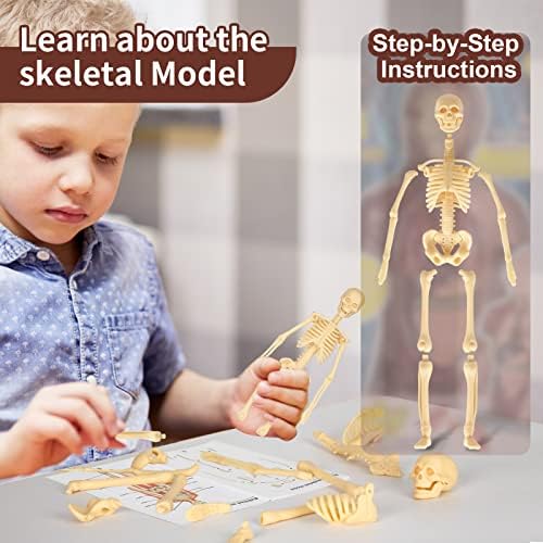 Human Body Model, 8 Pcs Removable with Skeleton Model for Kids - Image 4