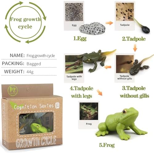 Mbrain5pcs Frog Growth Cycle with Flash Cards,Life Cycle Learning & Education Toys,Montessori Toys,Gift for Girl & Boy for 3 4 5 6 7 Year Old (Frog) - Image 3