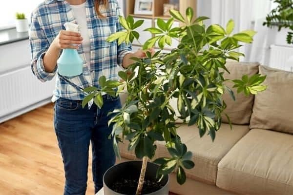 Gardenera Umbrella Plant Premium Potting Mix - Trusted by Plant Enthusiasts for Exceptional Results and Happy Plants - 5 Quart